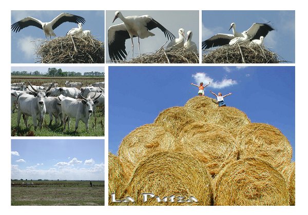 Hongrie Croatie 2002