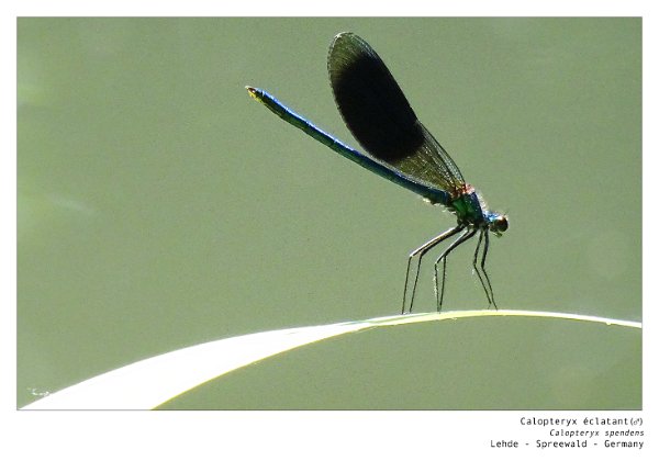 16_Sprewald - Lübbenau